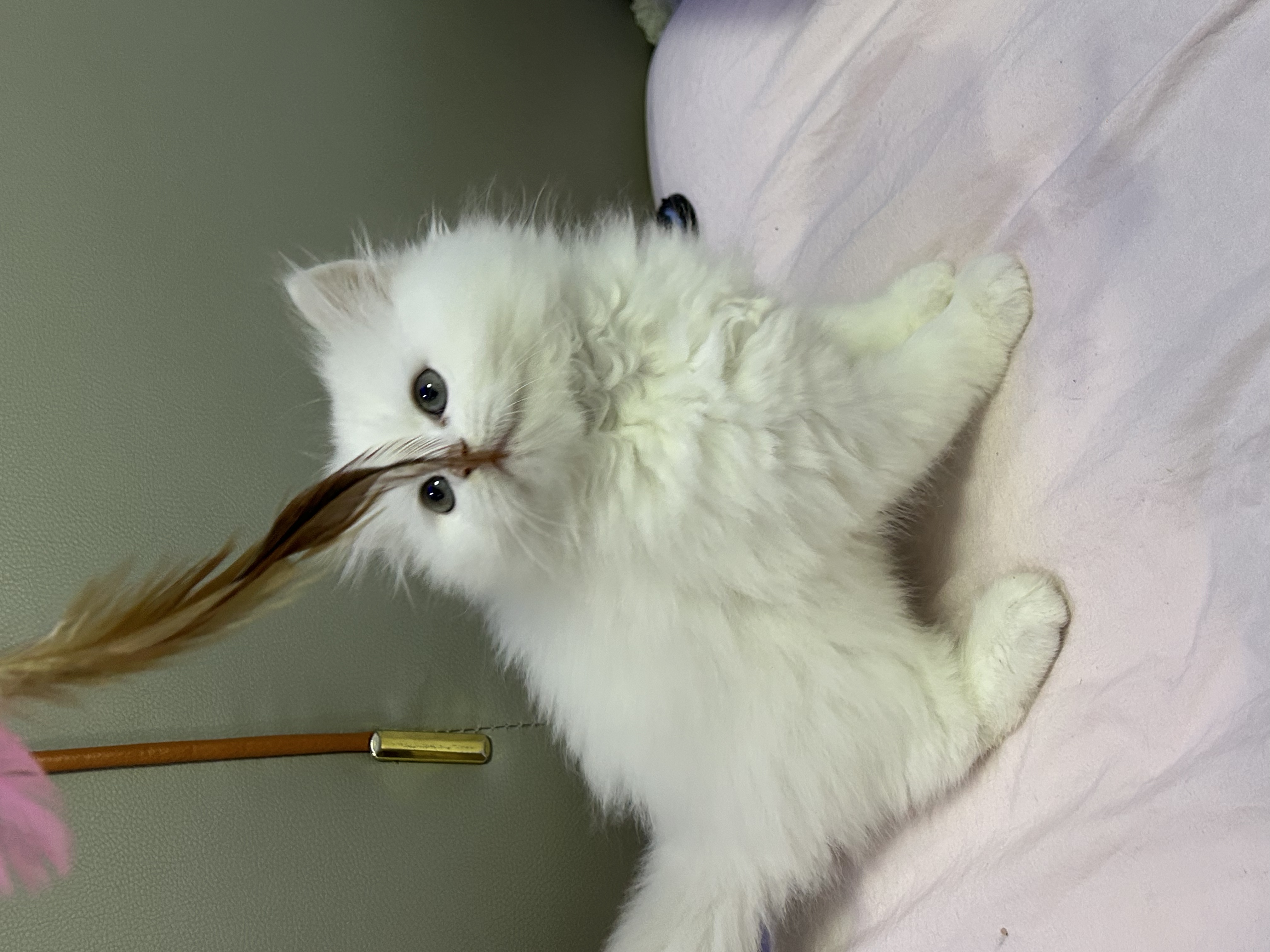 正常脚拿破仑米努特脸版